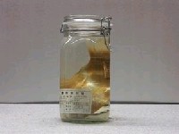 藏品(小長棘鯛)的圖片